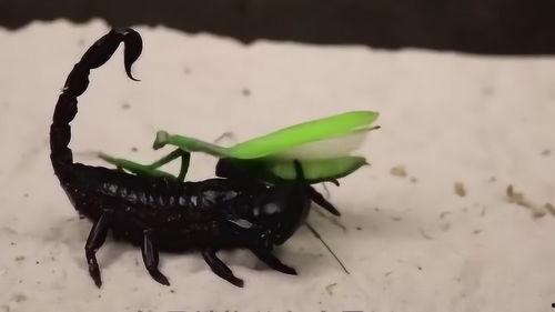 螳螂最新爆料视频,揭秘神秘事件背后的惊人真相!